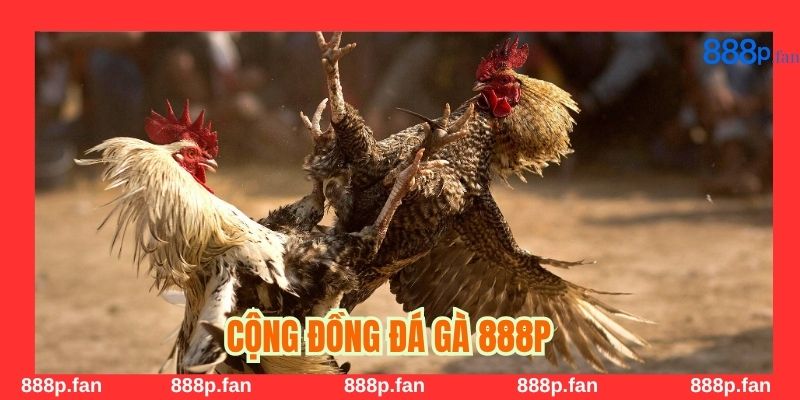 Văn hóa đá gà truyền thống kết hợp công nghệ hiện đại tại 888P.