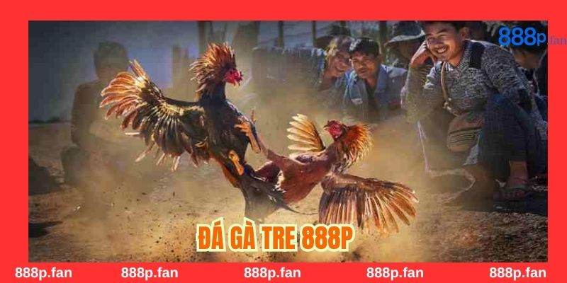 Người chơi giao lưu, chia sẻ văn hóa đá gà trên nền tảng 888P.